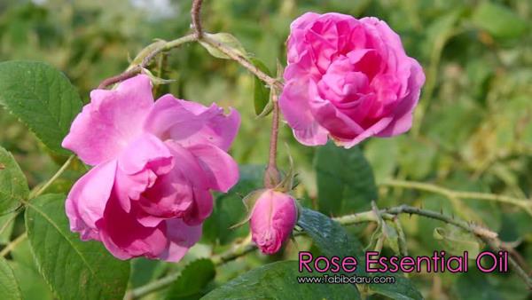 Rose Essential Oil