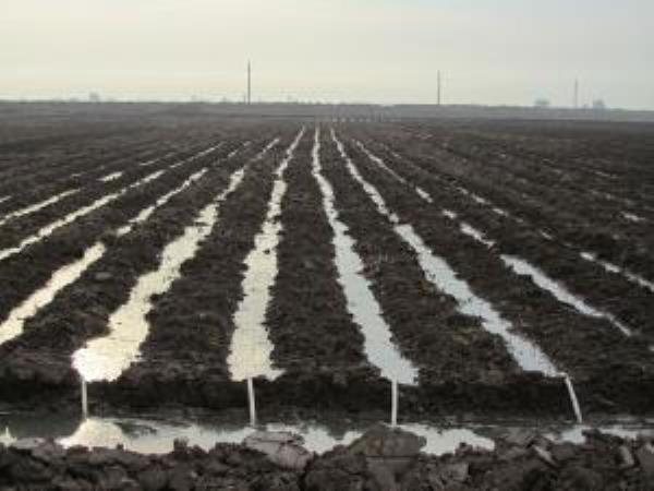 Farm in Dezful 1